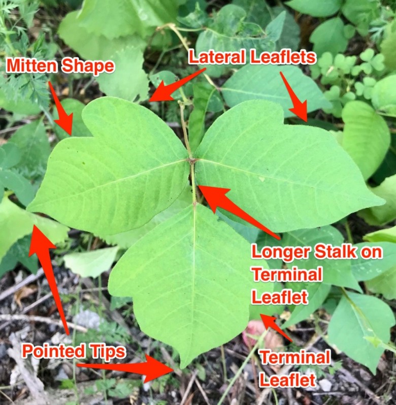 Labeled Poison Ivy