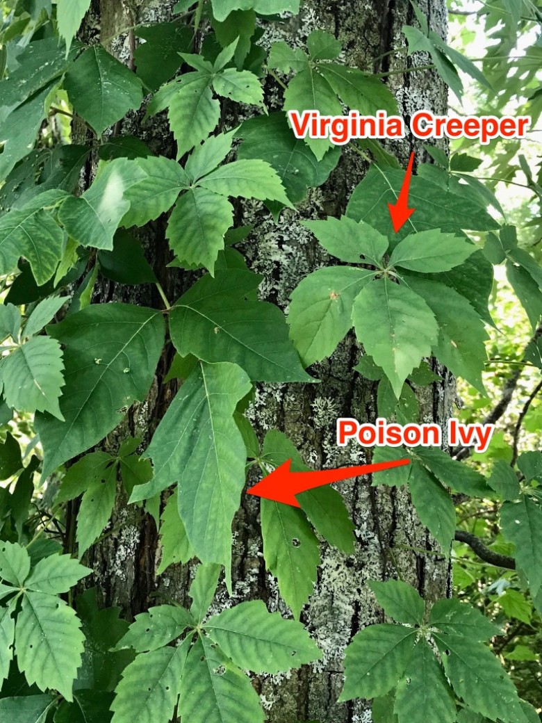 Virginia Creeper Vs Poison Ivy